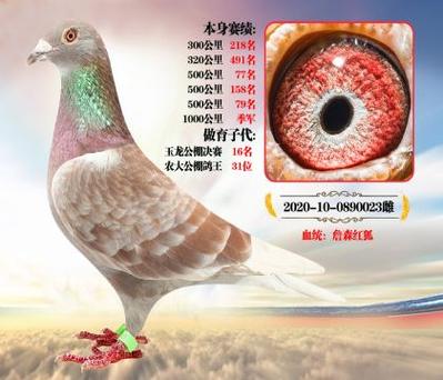 信鸽空距查询