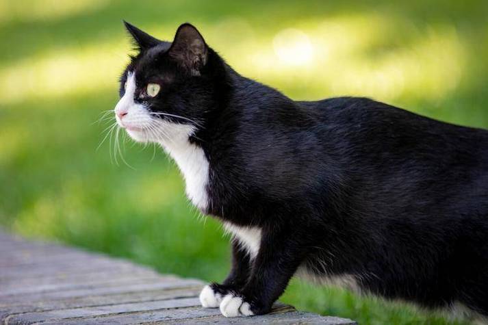 旺主人的猫特征图标