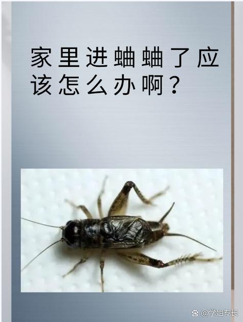 屋里进蛐蛐什么寓意图标