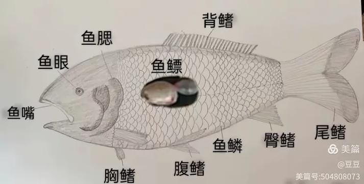 鱼改变运动方向的部位是什么