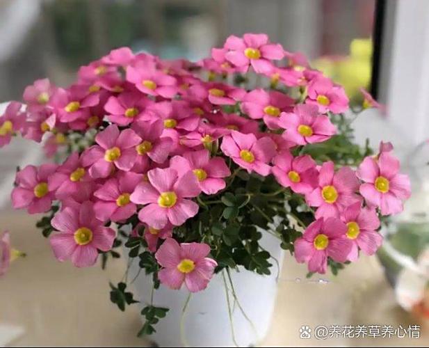 阳光养花app