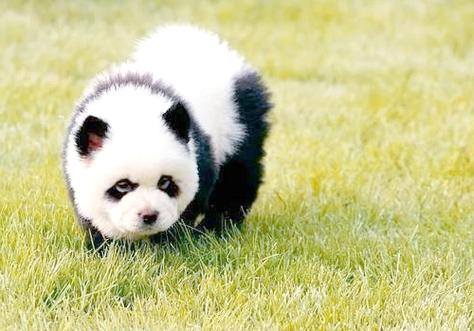 跟熊猫一样的狗叫什么图标