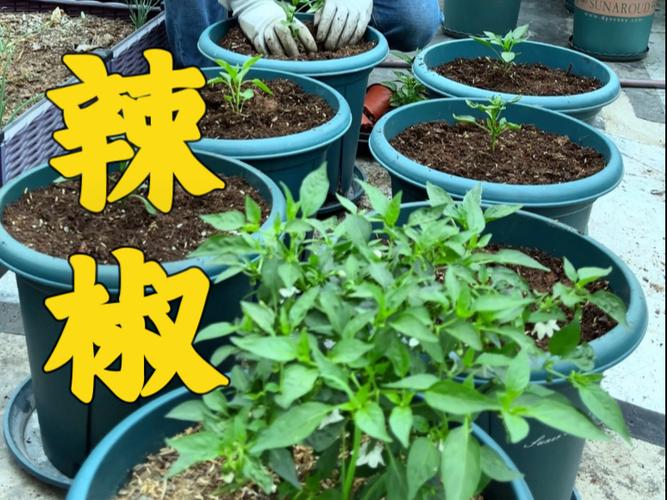 种植辣椒实践活动记录图标