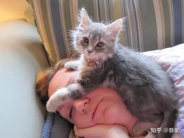 猫知道是人在养它吗图标