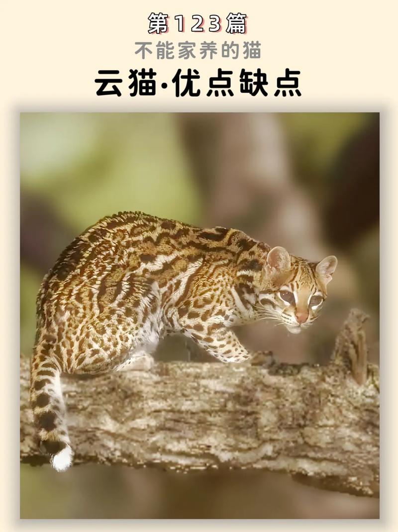 云贷猫