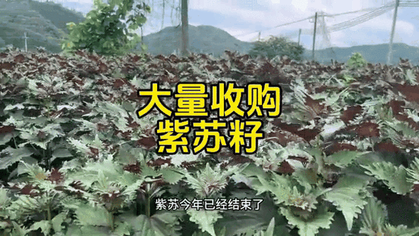 叶紫苏穿越农家五兄弟的小说图标