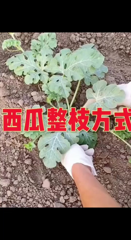 西瓜整枝打叉顺口溜