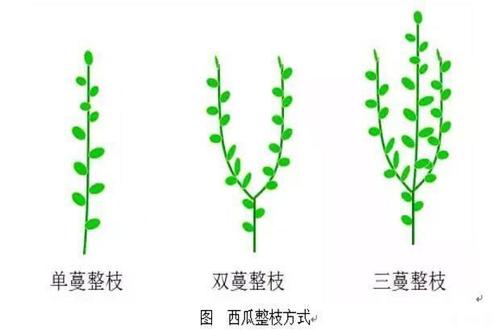 西瓜整枝打叉顺口溜