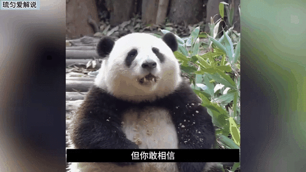 网红熊猫TV