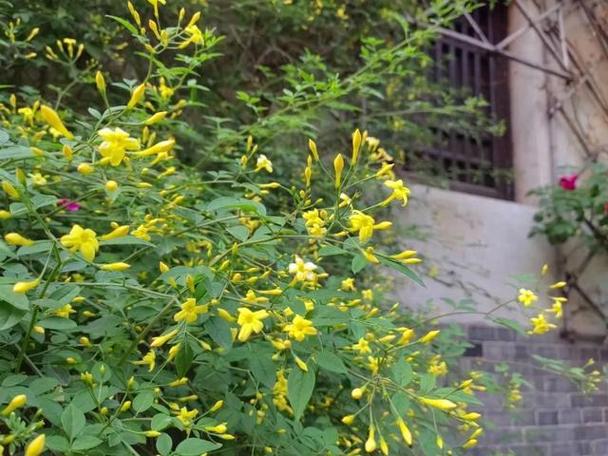 迎春花俗称叫什么