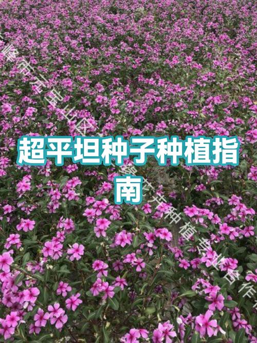 十大平坦地形种子最新图标