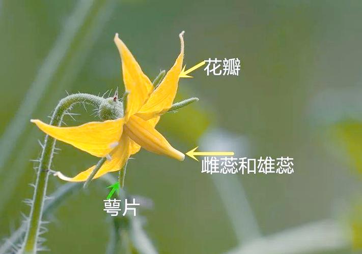 番茄有哪些组织构成
