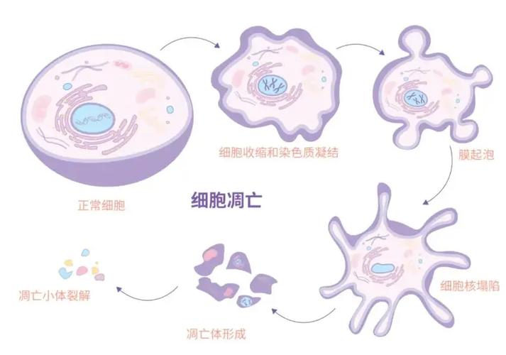 细胞死亡去哪里了图标