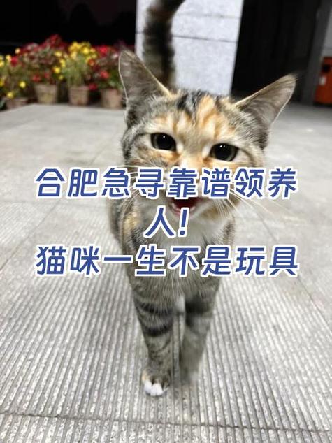 任务猫靠谱赚钱
