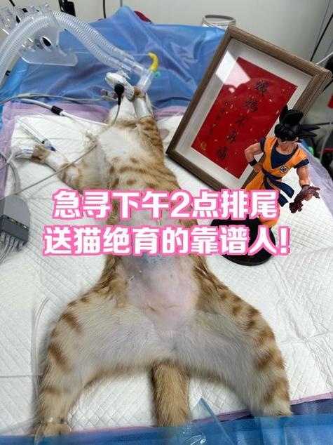 任务猫靠谱赚钱