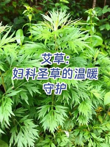 艾草可以治妇科病吗