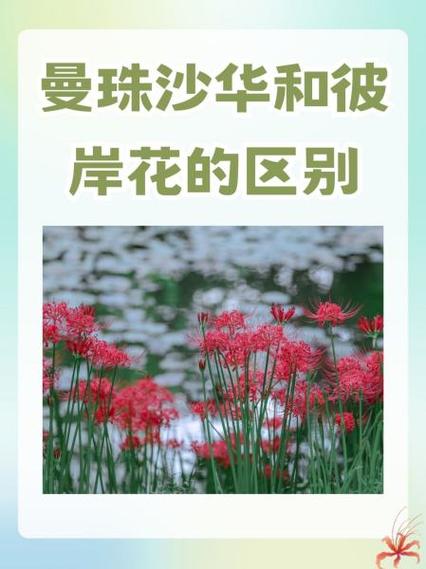 曼珠沙华对立的花是什么图标