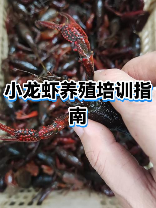 学养虾一般要学多久