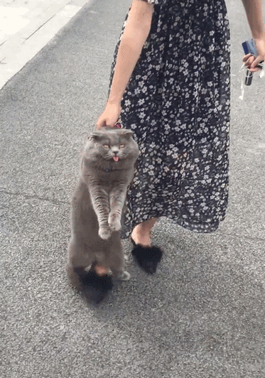 溜达能减肥吗