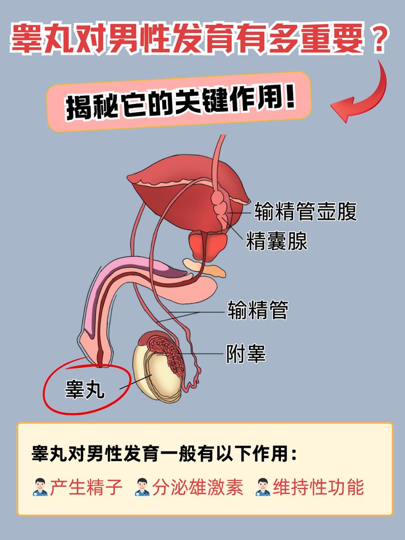 睾丸束缚器吊坠图片