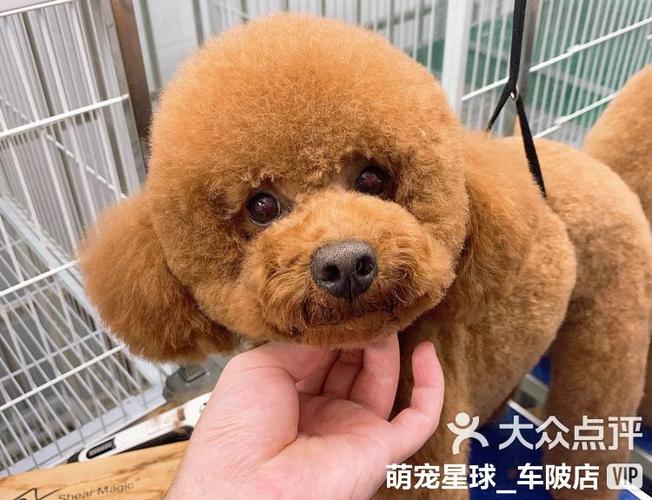 泰拉瑞亚宠物