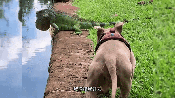敢不敢动表情包