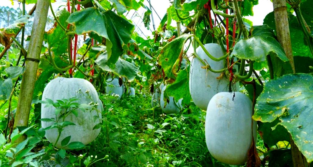 冬瓜种植技术