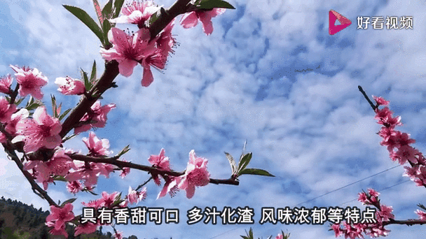 桃花视频免费高清完整版