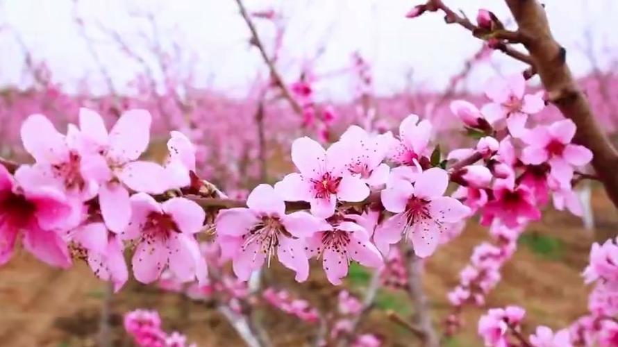 桃花视频免费高清完整版