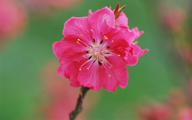 桃花视频免费高清完整版