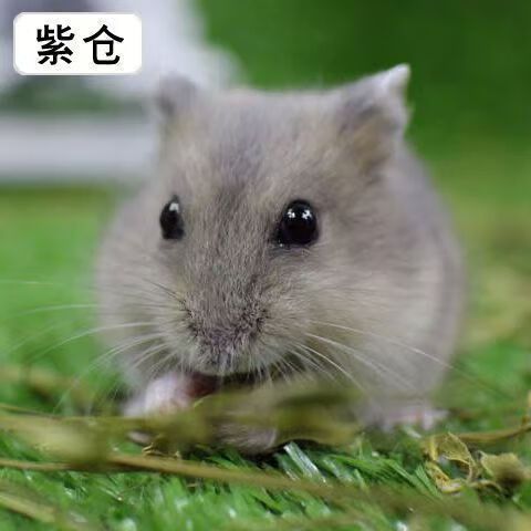 仓鼠养殖成本利润