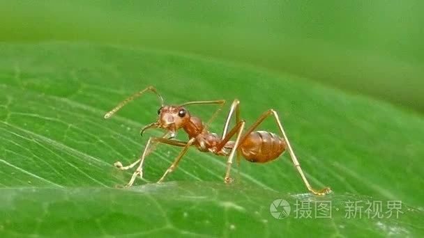 蚂蚁短视频