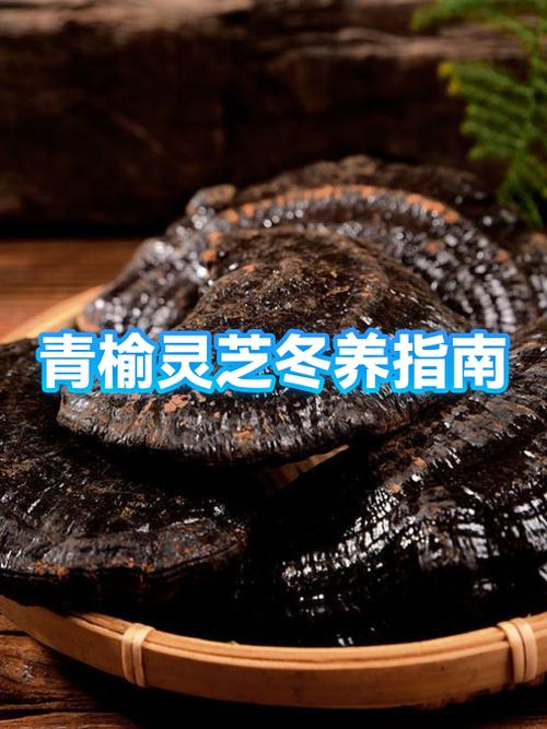 灵芝贷现在还能用吗图标