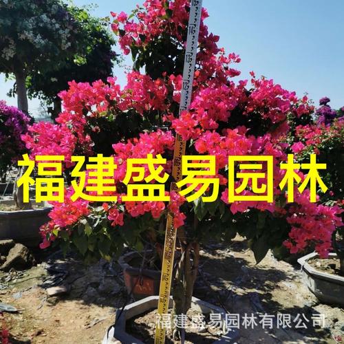 紫花平台靠谱吗