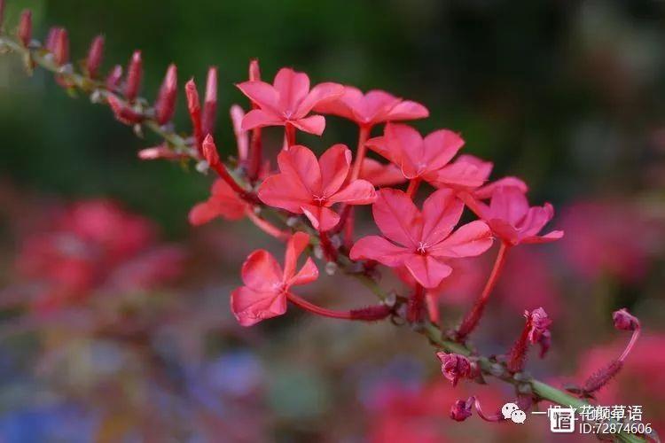 紫花平台靠谱吗