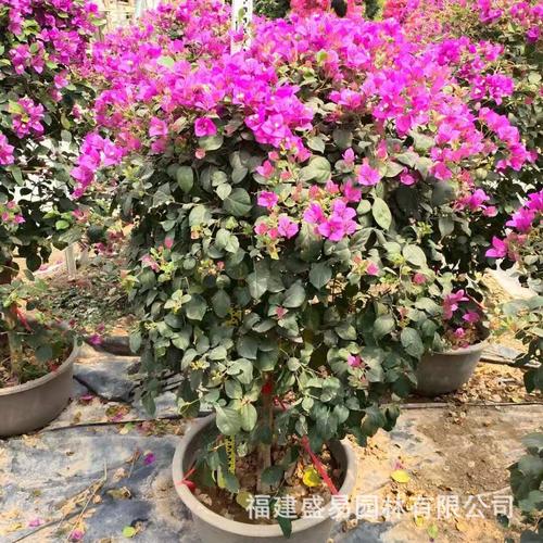 紫花平台靠谱吗