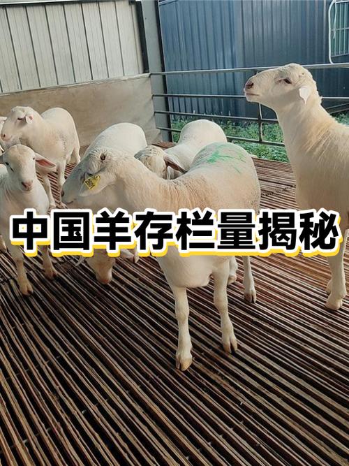 中国养羊网手机版图标
