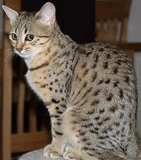 抓住猫下载埃及猫