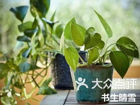 绿萝网app