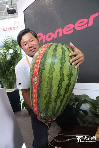 大西瓜大大西瓜圆电视剧