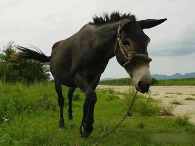 马骡和驴骡哪个更猛