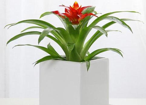 属猪人幸运花是什么花图标