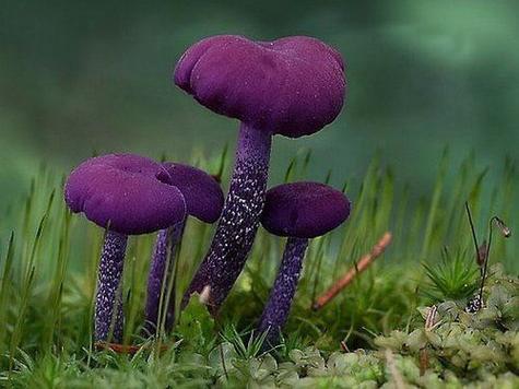 紫色蘑菇