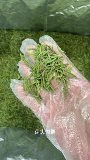安吉白茶视频图标