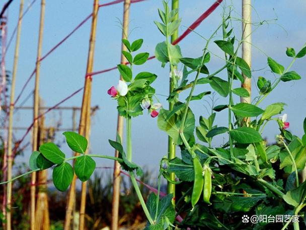 豌豆种植视频技术