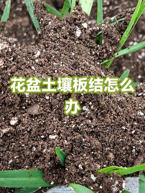 花盆土壤板结变疏松的最佳方法