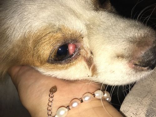小狗眼睛角长出小肉咋办