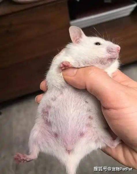 仓鼠生产全过程