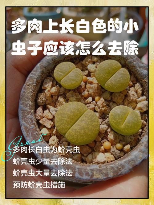 多肉里的小白虫怎么治