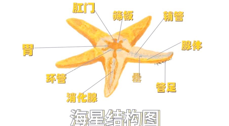 海星的五官在哪里
